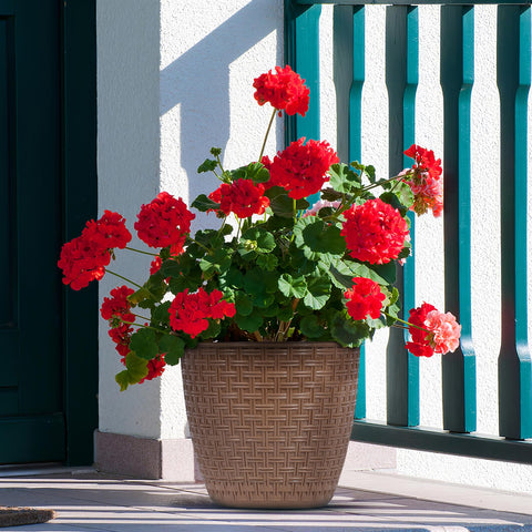 Rattan Saksi Flower Pot