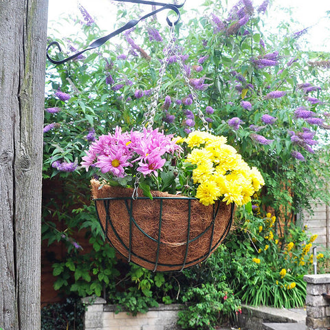 Coconut Liner Basket Planter