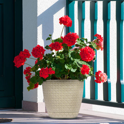 Rattan Saksi Flower Pot