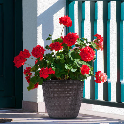 Rattan Saksi Flower Pot