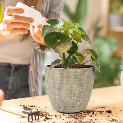 Rattan Saksi Flower Pot